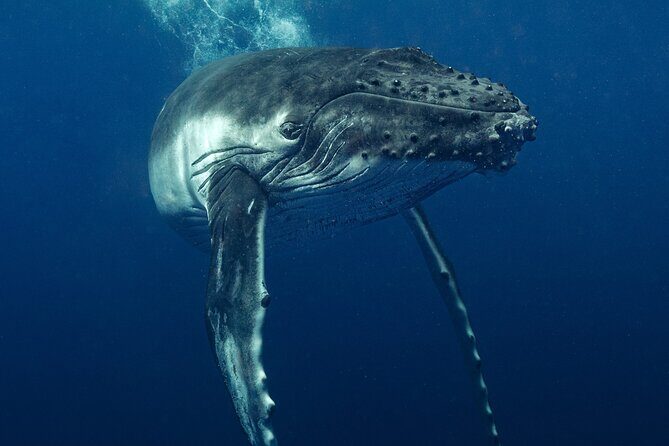 Private full day whale watching tour with lunch - Practical Tips for Booking and Enjoying the Tour  