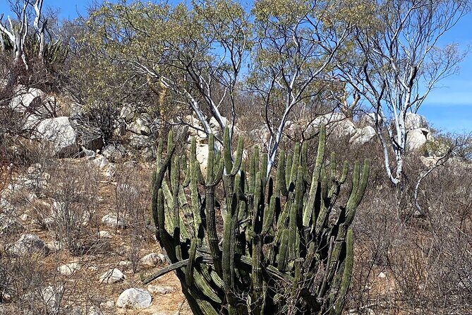 PRIVATE Fun Hiking Tour with Awesome Views - An In-Depth Look at the Cabo Hiking Experience