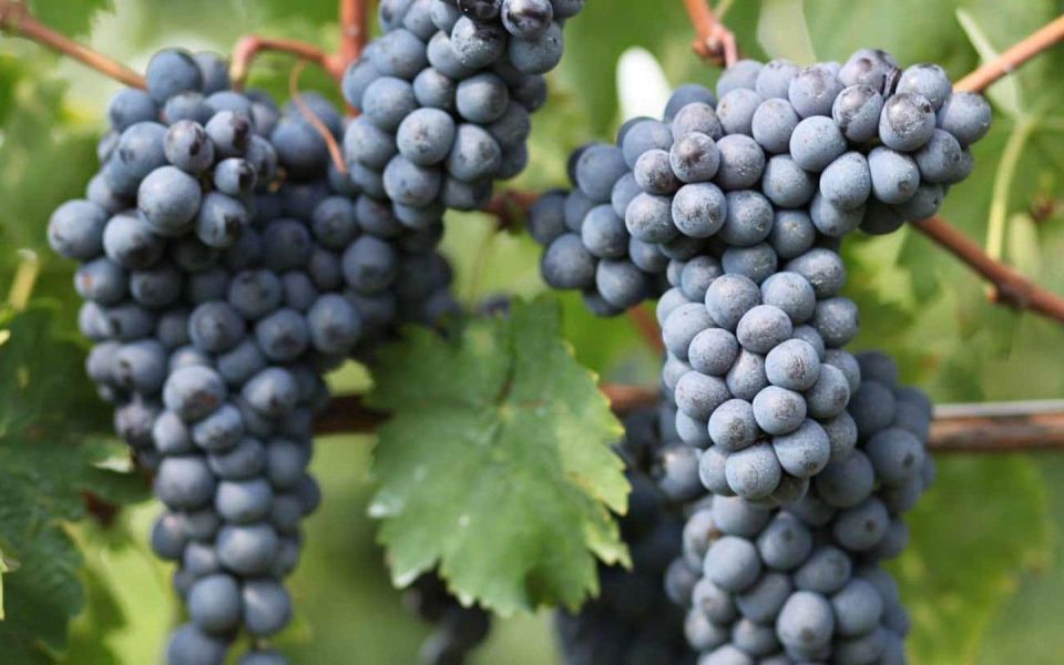 Private Gastronomic Tour - Inclusions