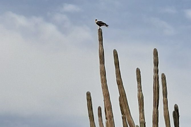 Private German Speaking Jeep Tours - FAQs