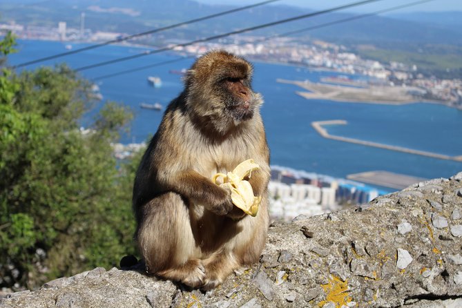 Private Gibraltar Day Tour From Seville - Tour Guides and Expertise