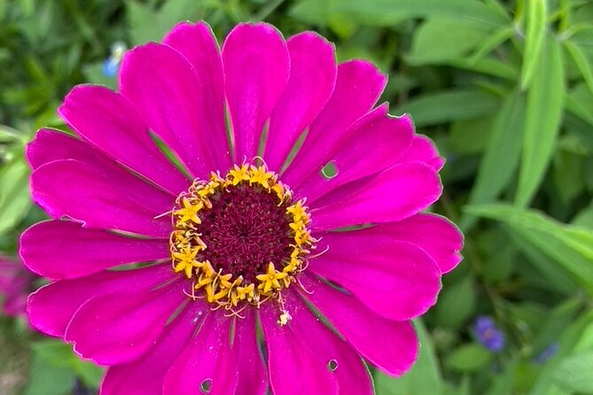 Private Giverny Roundtrip and Entrance Ticket From Paris - Traveler Reviews