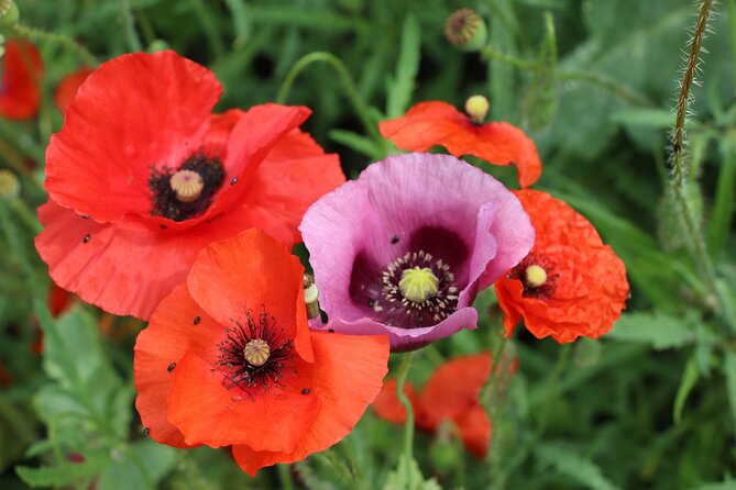 Private Giverny Roundtrip and Entrance Ticket From Paris - Destination Highlights