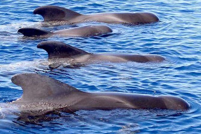 Private Glamorous Speedboat in Tenerife With Snacks & Drinks - Snorkeling and Swimming in a Secluded Bay