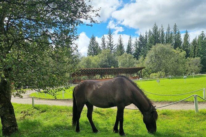 Private Golden Circle With Airport Transfer Review - Pricing and Availability