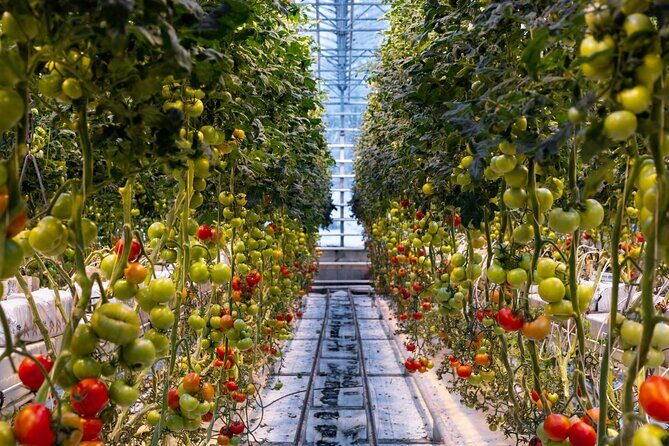 Private Golden Circle with Lunch at Tomato Farm (6 Locations) - Who Will Love This Tour?