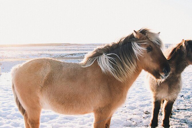 Private Golden Circle with Lunch at Tomato Farm (6 Locations) - The Sum Up