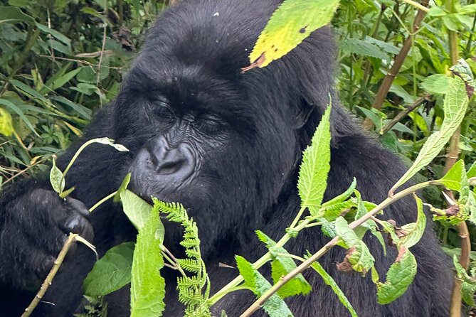 Private Gorilla Trekking Transfer From Kigali to Volcanoes N.Park - Physical Fitness Considerations