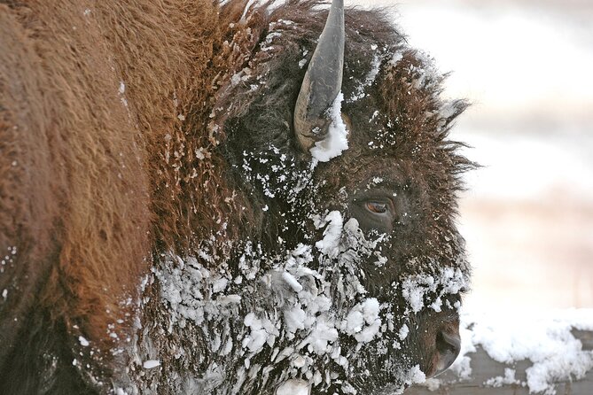Private Grand Teton Winter Wildlife Safari With Picnic Lunch - Picnic Lunch Details