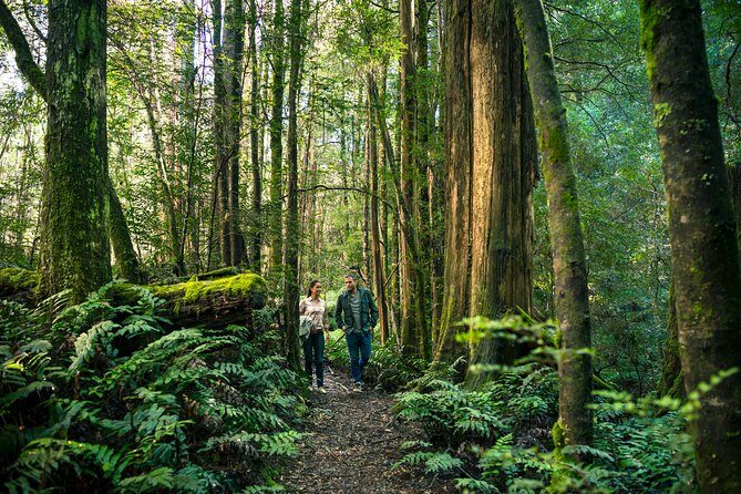 Private Great Ocean Road and Twelve Apostles Tour from Melbourne - A Closer Look at the Itinerary