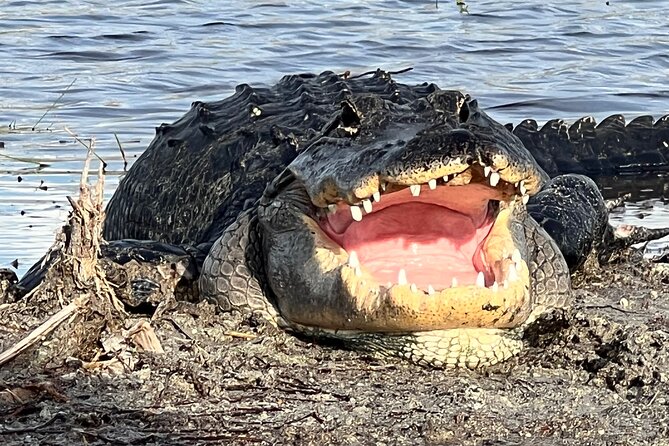 Private Guided Airboat Tour in Everglades, Fort Lauderdale - Meeting and Pickup