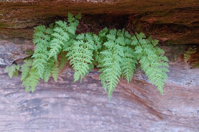 Private Guided Canyoneering Zion Park Area with Rappelling - FAQs