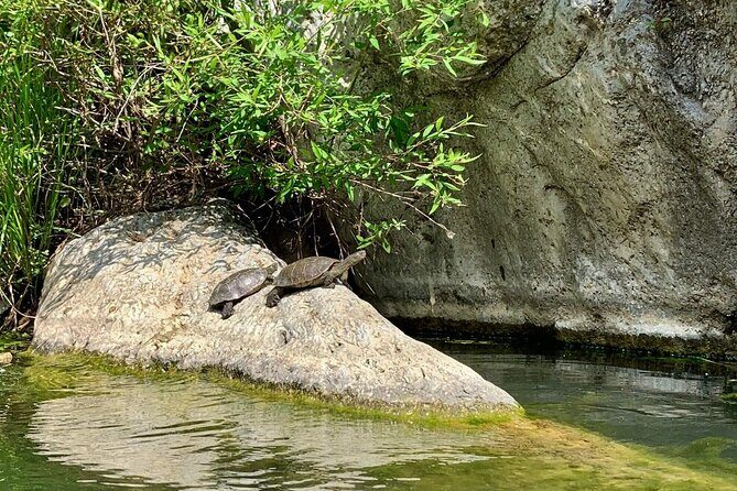 Private Guided Canyoning Adventure Benahavís River Walk - Who Will Love This Tour?