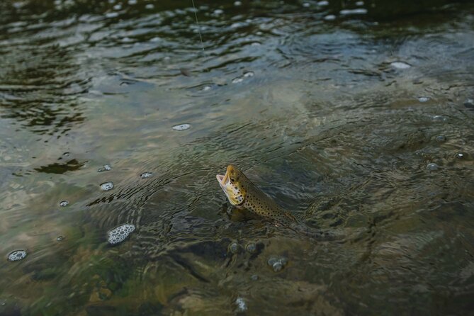 Private Guided East Zion Fly Fishing - Customer Reviews and Testimonials