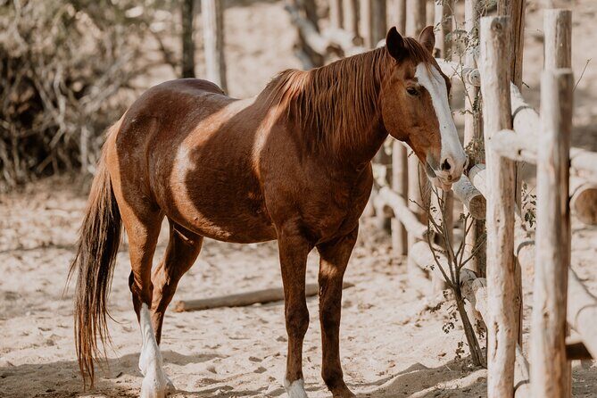 Private Guided Equine Meditation in Baja California - An In-depth Look at the Equine Meditation Experience