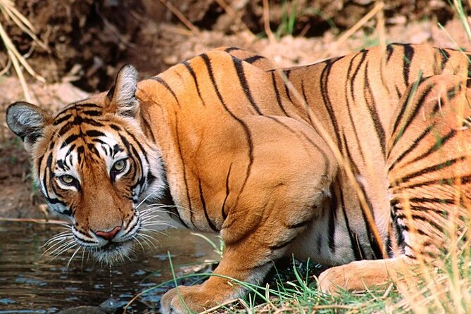 Private Guided Full-Day Ranthambore National Park Tour From Jaipur - Inclusions of the Tour