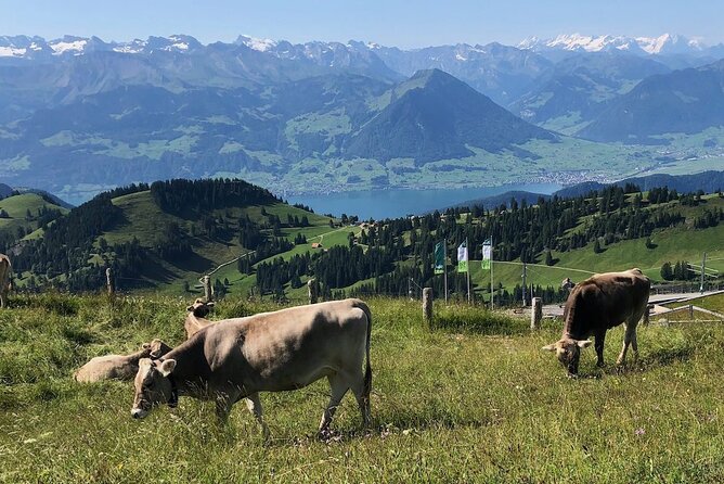 Private Guided Hike on Mt. Rigi With Farm Visit and BBQ - What to Expect