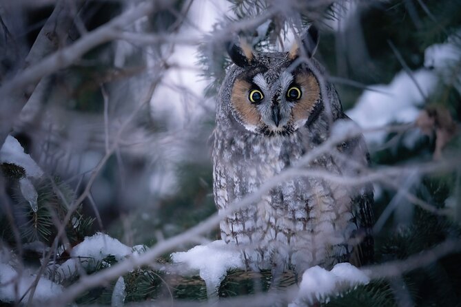 Private Guided Owl Prowl to Observe and Photograph Wild Owls - What to Expect