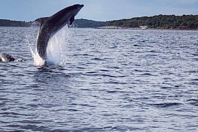 Private Guided Sunset Dolphin Watching in Adriatic Sea - Why Choose This Tour?