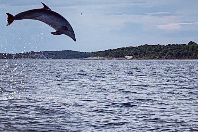 Private Guided Sunset Dolphin Watching in Adriatic Sea - FAQs