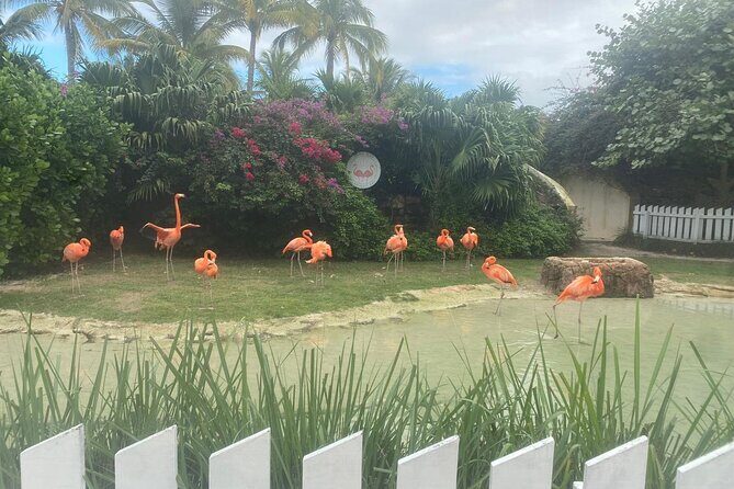 Private Guided Tour Around Nassau, The Bahamas - A Detailed Look at the Nassau Private Tour