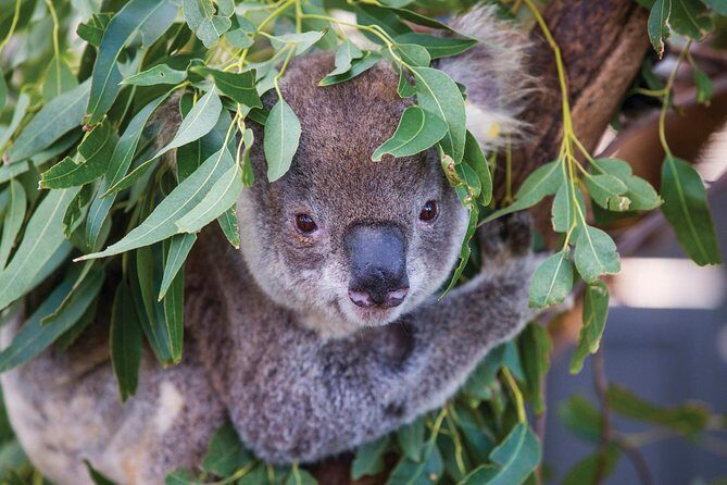 Private Guided Tour: Blue Mountains Tour from Sydney - Analyzing the Cost and Value