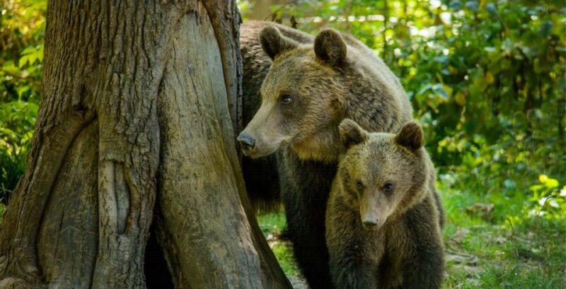 Private Guided Tour Draculas Castle & Bear Sanctuary - Good To Know