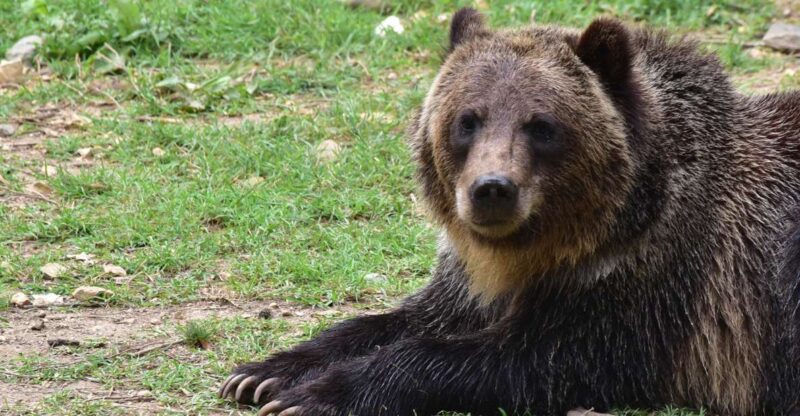 Private Guided Tour Draculas Castle & Bear Sanctuary - Experience Highlights