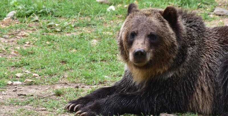 Private Guided Tour Draculas Castle & Bear Sanctuary - Detailed Itinerary