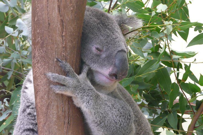 Private Guided Tour from Sydney to Blue Mountains National Park - A Deep Dive into the Experience