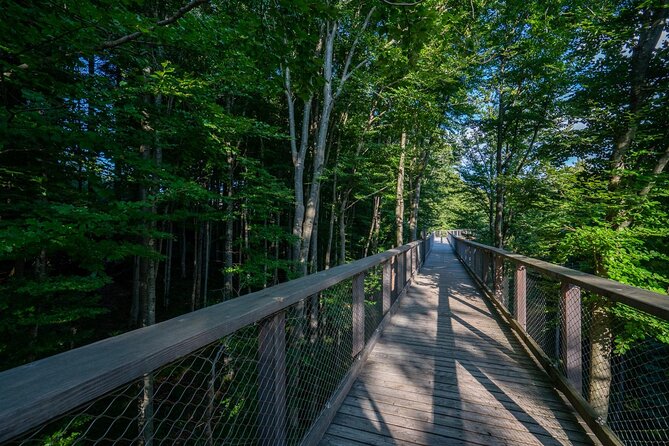 Private Guided Tour From Vienna to Hallstatt With Cable Car & Treetop in Gmunden - Riding the Cable Car in Hallstatt