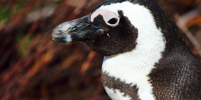 Private Guided Tour of the Cape Peninsula - Booking and Availability