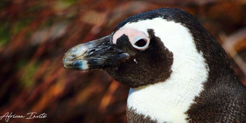 Private Guided Tour of the Cape Point and Cape Peninsula - Tour Experience