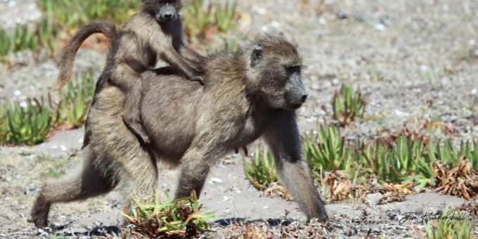 Private Guided Tour of the Cape Point and Cape Peninsula - Pickup and Dropoff Details