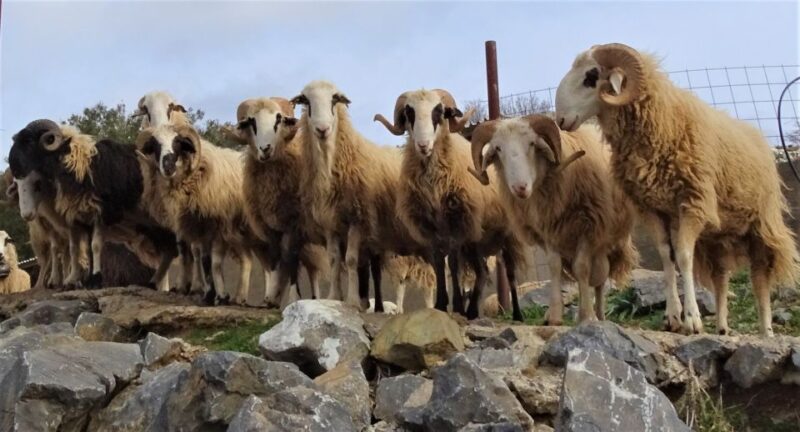Private Guided Tour to Lasithi Plateau Villages & Zeus Cave - Cultural and Historical Significance