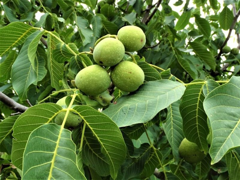 Private Guided Tour to Lasithi Plateau Villages & Zeus Cave - Natural Beauty and Scenic Views