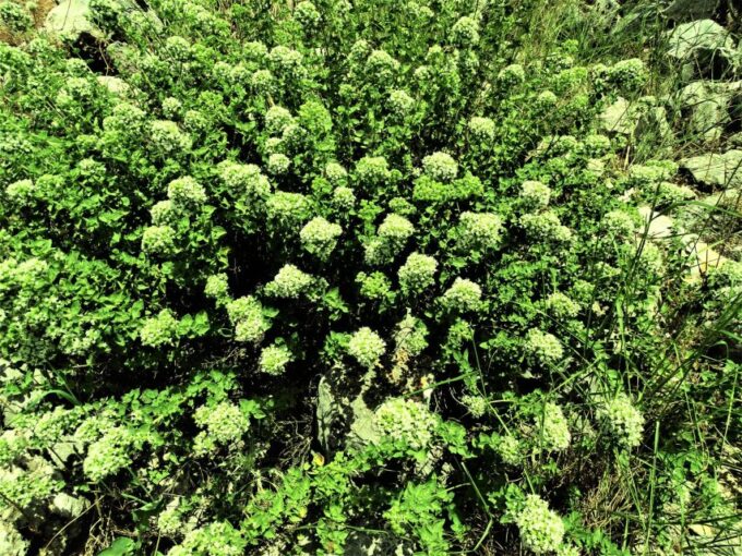 Private Guided Tour to Lasithi Plateau Villages & Zeus Cave - Booking and Cancellation Policy