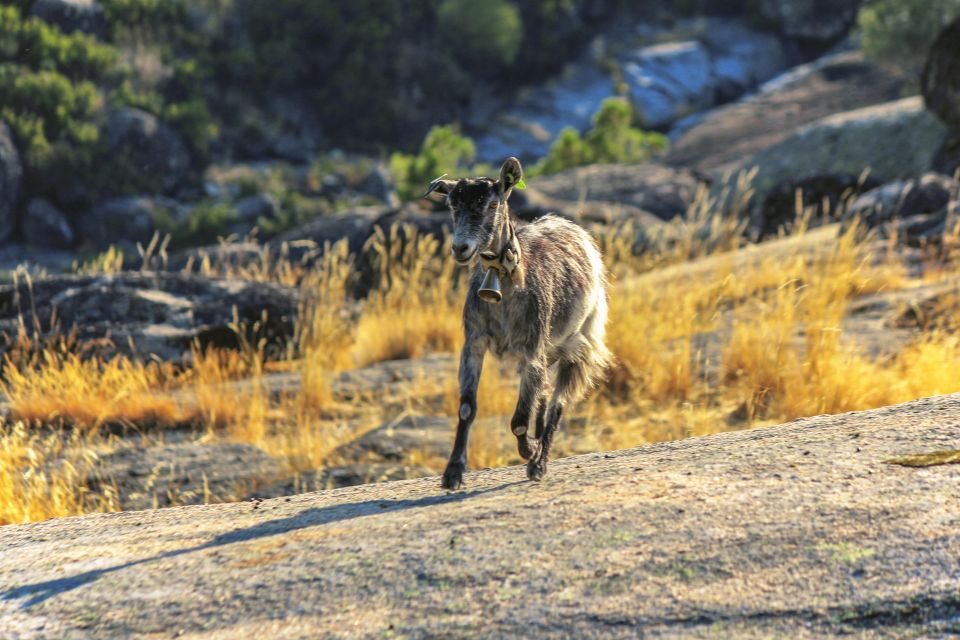 Private Guided Tour to Serra Da Estrela With Accomodation - Optional Services