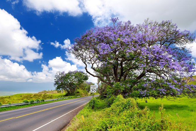 Private Haleakala Summit & Stroll From Kahului - Positive Traveler Reviews