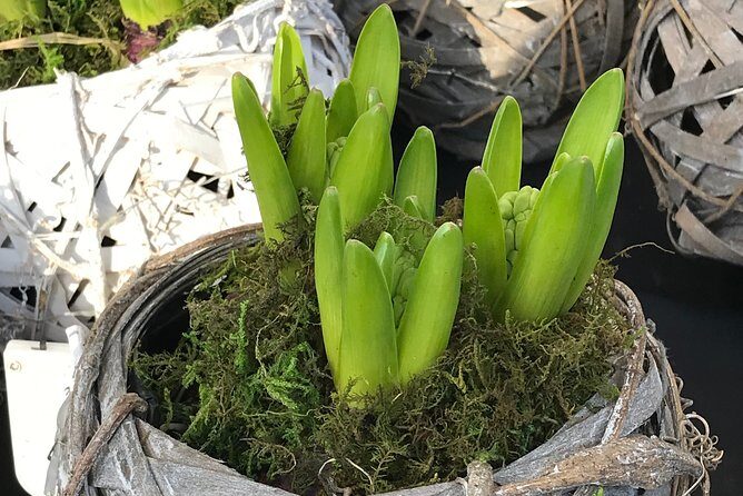 Private Half-Day Amsterdam Market Tour by Bike - Analyzing the Price and Overall Value