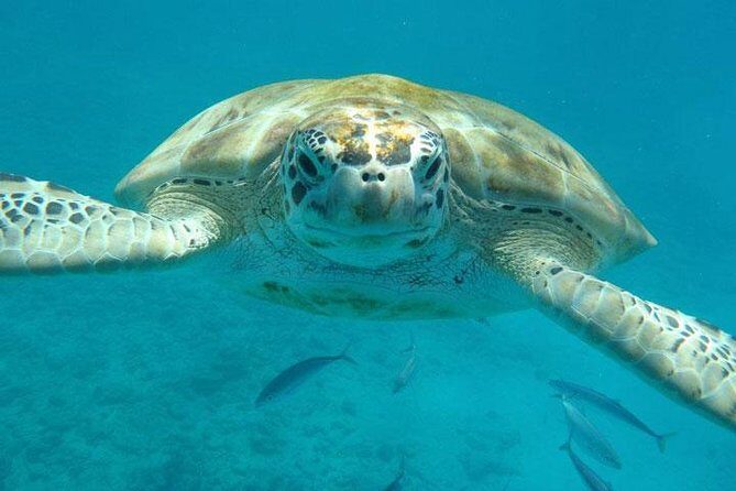 Private Half-Day Barbados Excursion - FAQs