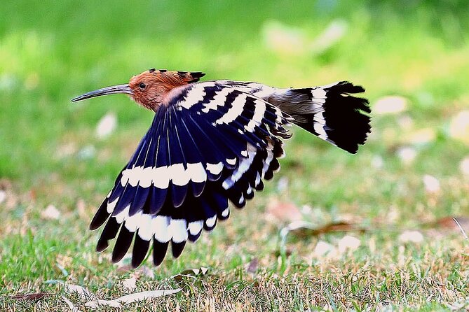 Private Half-Day Bird Watching Tour in Aswan - Pricing and Booking