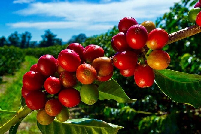Private Half-Day Coffee & Rum Tour From Bogotá - Coffee Tasting Experience