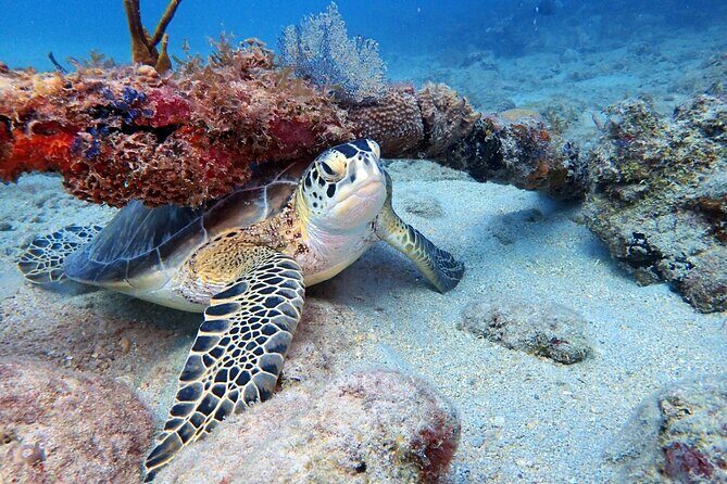 Private Half-Day Guided Snorkeling Charter in St. Thomas - The Experience: Why It’s Worth It