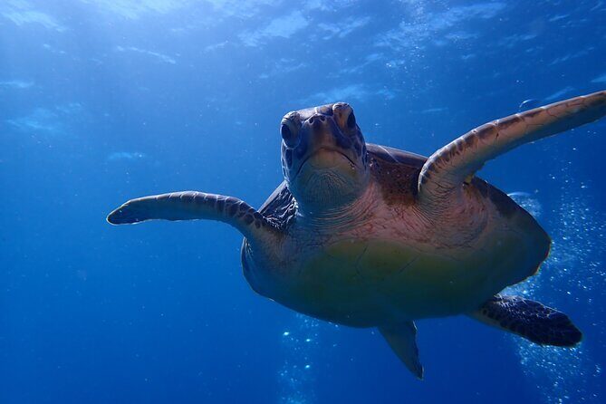 Private Half-Day Guided Snorkeling Charter in St. Thomas - Who Is This Tour Best For?