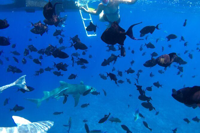 PRIVATE HALF DAY LAGOON TOUR - Bora Bora Cultural Lagoon Tour - FAQ