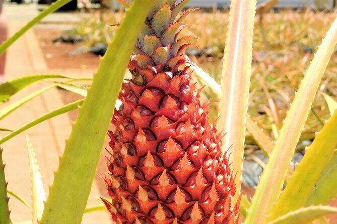 Private Half Day Oahu North Shore Anti-Tour - Authenticity and Traveler Feedback