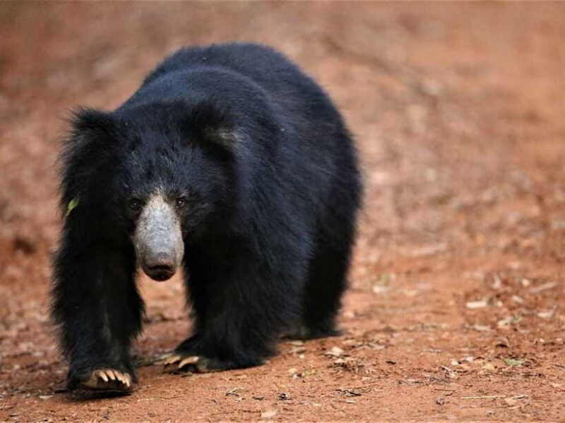 Private Half-Day Safari at Yala National Park - Who Will Benefit Most?