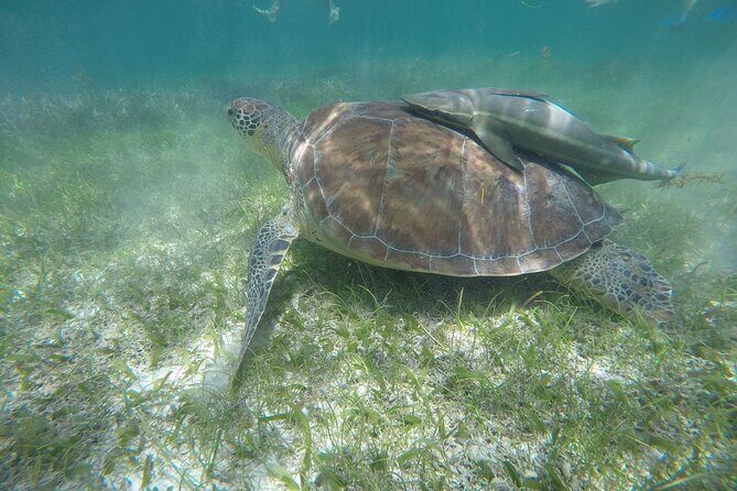 Private Half Day Swim with Turtles and Cenote - The Itinerary in Detail