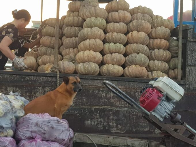 Private Half Day Tour - Cái Răng Floating Market - Frequently Asked Questions